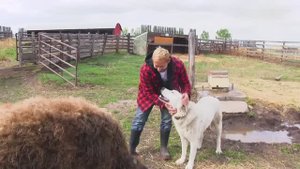 Попробуй не засмеяться, люди и животные, невероятное видео