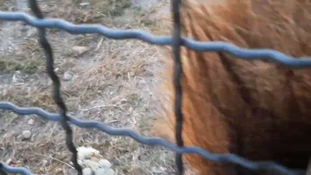 Марсель бежит первым. Гирей чем-то недоволен. смотреть онлайн