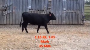 DHT Blackbird 5050 Lana 633 +17423981  Top GAR 5050 heifer