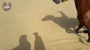 मोती ओर बादल की रेस | Kutch desi horse race in taragadi