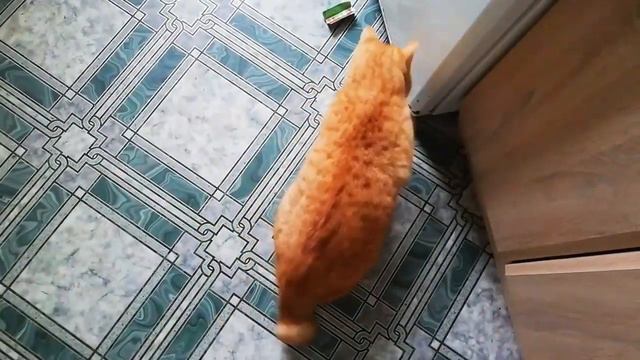 Рыжий котик Фима играет