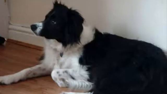 DOG VIDEO BY GEMMA ROBERTS смотреть онлайн