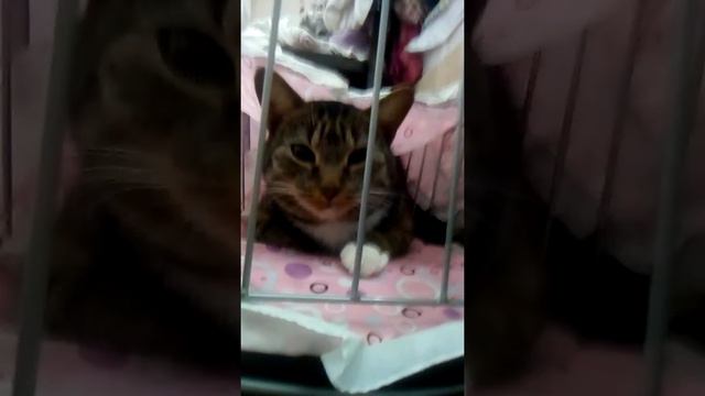 Маша и Даша 👍🏻💗 смотреть онлайн