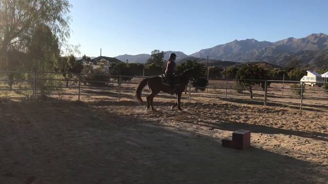 Jessica (NSH mare) available for adoption from CCHR in Ojai! смотреть онлайн