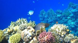 Западнее Химок - Dreams Vocation 4*, Шарм-эль-Шэйх, Египет в октябре 2023 г.