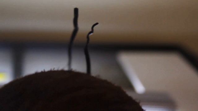 Adding Plants & Natural Decor | Bioactive Crested Gecko Terrarium Build смотреть онлайн