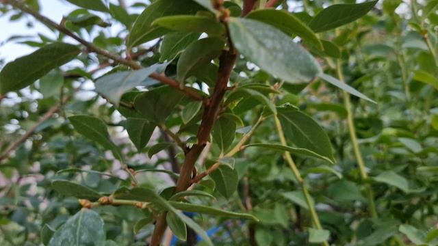 1000005182.mp4Брусника вся в огнях,часть 1. смотреть онлайн