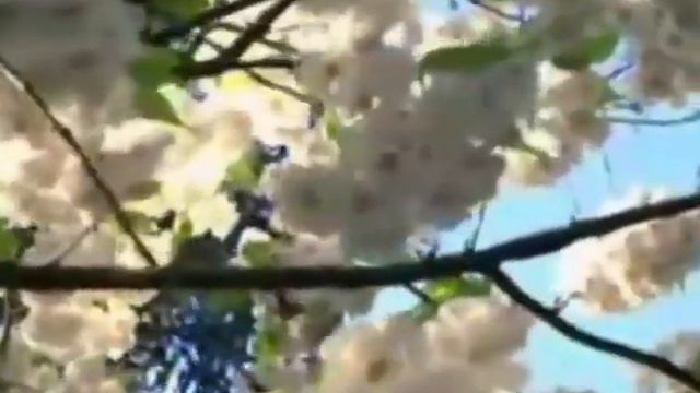 Parvin Ghaffari/ Happy Nowruz 2582 смотреть онлайн