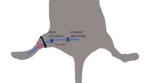 In Vivo Electrophysiological Measurements on Sciatic Nerves | Protocol Preview