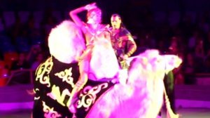 Верблюд в цирке