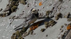 Pied Wagtail on the boathouse roof