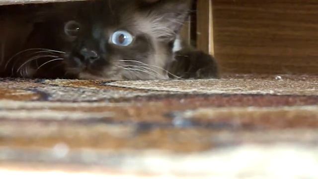 Мой кот по имени Набис смотреть онлайн