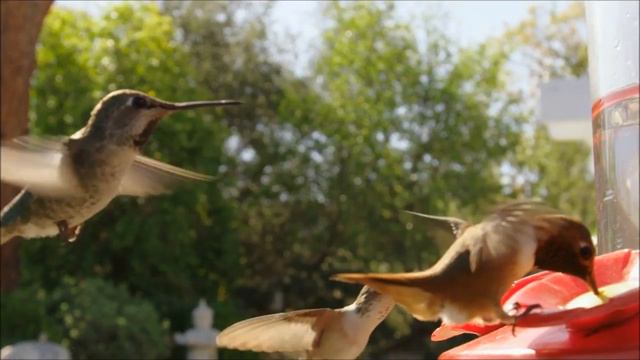 Snatam Kaur - By Thy Grace - Hummingbirds смотреть онлайн