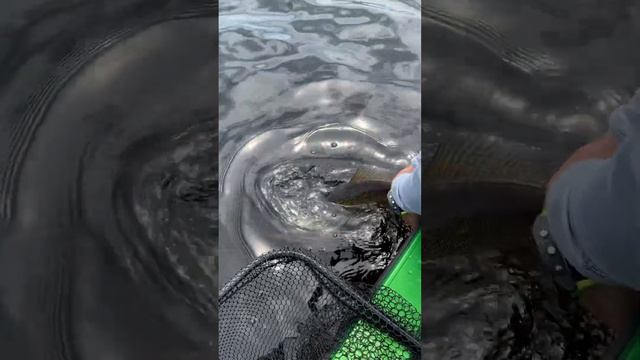 Отпустил СУДАКА за хвост #shorts #лодка #boat #fishing #рыбалка #судак #russianfishing #топ