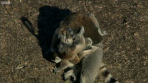 Twin Baby Ring Tailed Lemurs | Madagascar | David Attenborough | BBC Earth