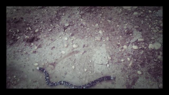 El gusano mas asombroso de la amazonia. Loreto смотреть онлайн