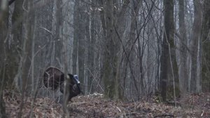 Wisconsin Spring Turkey Hunting (Taking Down A Public Land Tom)