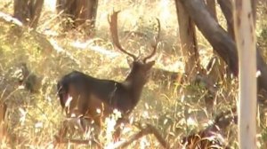 Severn River Park Buck