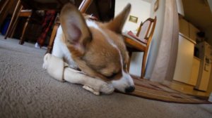 Corgi Puppy vs Bone 3 (Slo Mo)