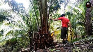 Panen kelapa sawit pokok rendah  , Banyak Buah Melimpah