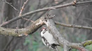 Малый пёстрый дятел. Самец. ( Picoides minor, Dendrocopos minor )