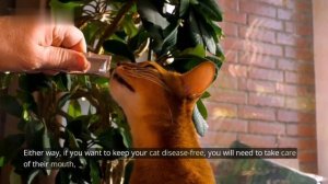 Top 10 Facts You Need to Know! - Unveiling the Mystery of Abyssinian Cats