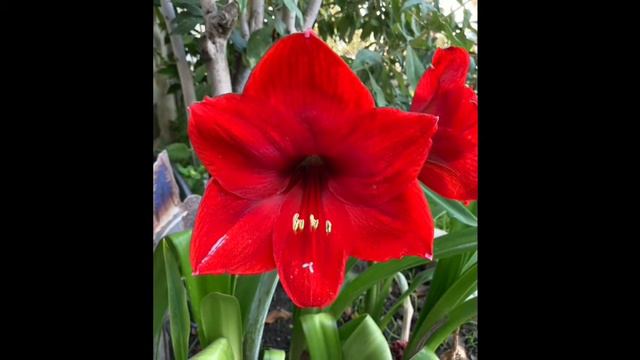 gloria's garden смотреть онлайн