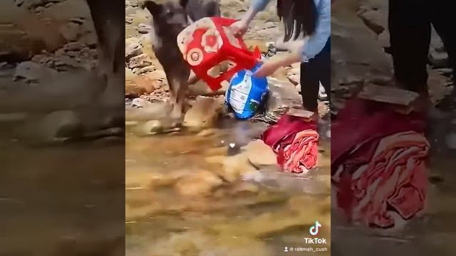 “Everything I know I learned from dogs.” – Nora Roberts #animals #dogs смотреть онлайн