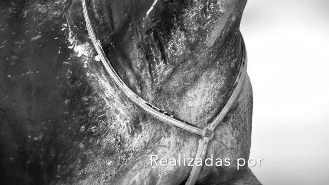 Exposición Fotos Trotones