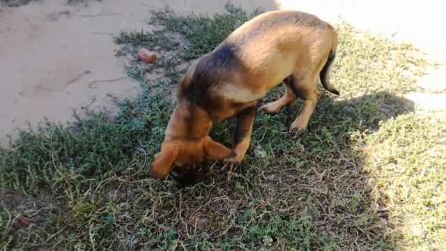 Кинг Клайд Габриэлла (Фаст Флок Авантюра & Ренцо Из Дома Славия) смотреть онлайн