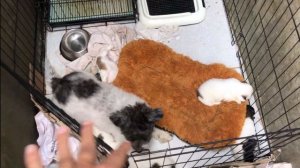 Cute ShihTzu Puppies New Born #shihtzu #shihtzupuppies