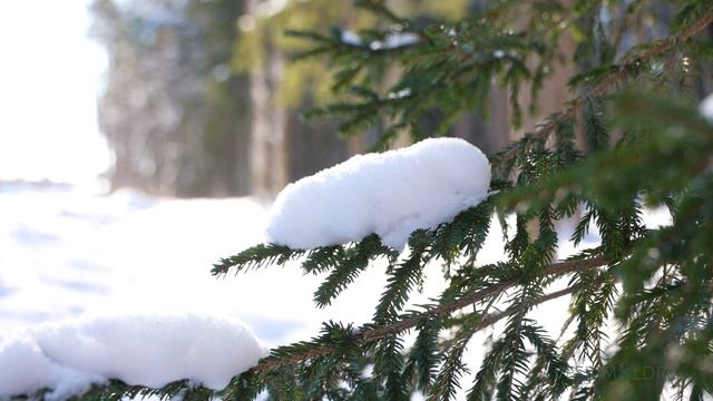 Veskimöldre talv 2021 смотреть онлайн