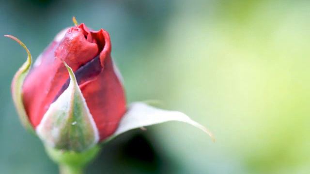 Despedida - José Eduardo.wmv смотреть онлайн