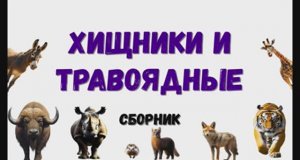 Хищники и травоядные. Сборник.