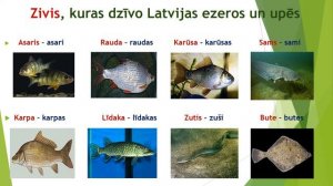 Latviešu valoda 2. kl. 8 nedēļa. Ar makšķeri ...