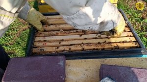 Оценка готовности пчелосемей к зимовке 2024-2025