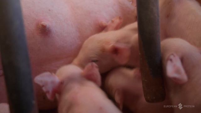 Danish pigfarmer shares his results with EP199