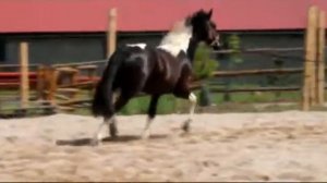 Berrie van Braunau - one year old BarockPinto mare for sale