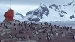 Antarctica - Penguin tracking chips explained