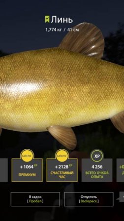 🐟Место для ловли Линь 1,7+кг и Язь 1,5+кг, Русская Рыбалка 4, Russian Fishing 4