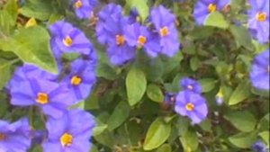 przybyli ułani pod okienko muz nieznany sł. F.Gwiżdż gra łąpieś