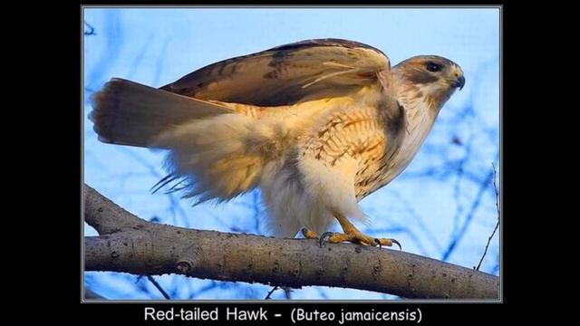 Birds of prey смотреть онлайн