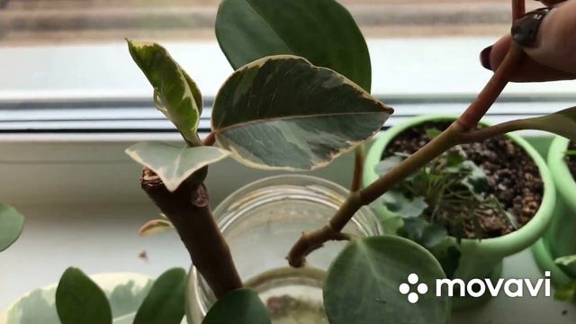 Мои цветочки🍃🌺🍃 уход, изменения. Козочки и поросята чем кормим😊 смотреть онлайн