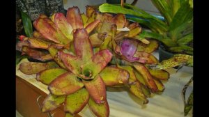 San Fernando Bromeliad Society - Show/Sale - May 30 - 31, 2015