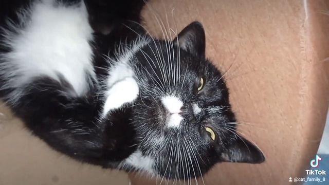 My love cat family 💕#cat #catfamily #catvideos #любимыйпитомец #интересныеистории #love