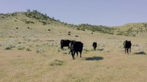 No Nonsense, Hardworking Angus Genetics | The American Rancher