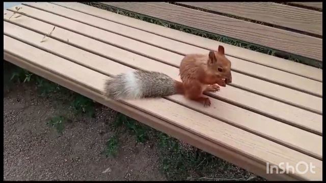 Скоро Осень 🌼🌻За окнами август!!! Лёгкий утренний променад в Ботанике!!! 8 августа 2023 г. смотреть онлайн