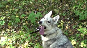 Нашли Белочку.