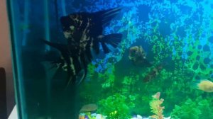 Oscar and Angel in same tank | Angelfish with chiclids |