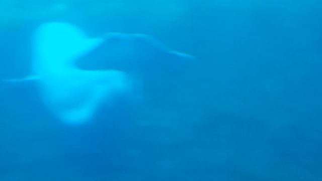 Ferdinand Rubbing On A Rock смотреть онлайн